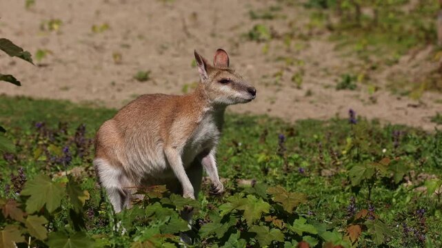The agile wallaby, Macropus agilis also known as the sandy wallaby is a species of wallaby found in northern Australia and New Guinea.