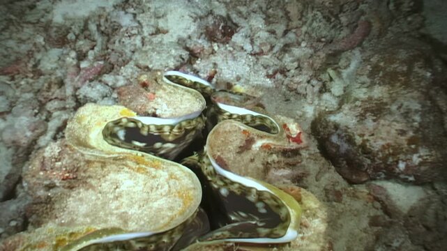 A captivating view of two Giant Clams resting amongst coral and ocean sediment, illuminated in the dark depths. Soft light accentuates their vibrant mantles during this exploration.