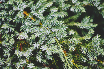 Fototapeta premium Close-up of Juniperus Squamata needles in natural outdoor setting