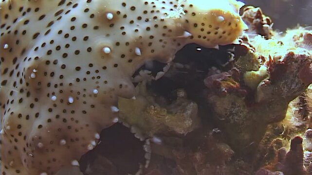 A sea cucumber consumes algae and nutrients from a coral reef. This undersea animal thrives in its natural habitat near Papua New Guinea and Indonesia.