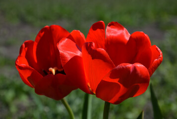 Obraz premium Tulipa. red tulips. beautiful flowers blooming in spring on a flower bed in the garden. delicate red tulips. floral holiday background. spring flowers, a gift to your girlfriend, close-up