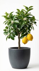 Potted lemon tree with ripe yellow fruit and glossy green leaves on white