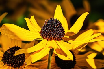 Black-Eyed Susan