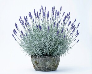 Lavender plant in rustic stone pot with silvery foliage and purple spikes