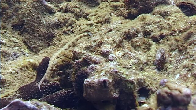 A dragonface pipefish gracefully moves through the coral reefs of Papua New Guinea. It blends with the environment as it looks for food during the day.