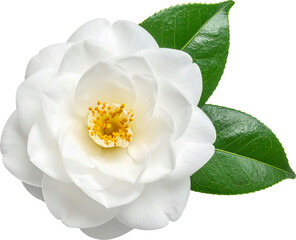 식물-꽃-동백-동백꽃-카멜리아-동백 꽃잎-동백잎-동백꽃 배경제거-흰색 동백꽃-항공샷