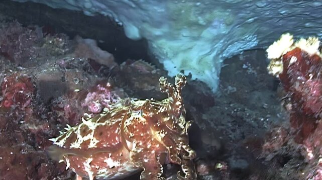 Witness this cunning cuttlefish melt into its surroundings. It shifts colors, perfectly blending with the coral reef near the islands of Papua New Guinea and Indonesia.