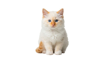 Obraz premium Beautiful White Persian Cat Sitting Gracefully, Soft Lighting