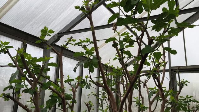 Close up of common fig tree branches budding with first small green fruits in a greenhouse during spring season