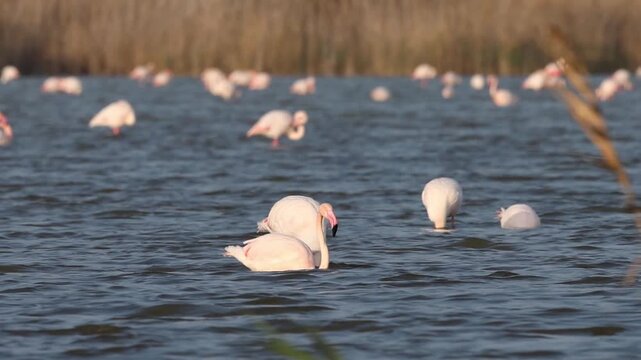 Flamenco com&uacute;n Phoenicopterus roseus aliment&aacute;ndose en una laguna al atardecer, Elche, Espa&ntilde;a