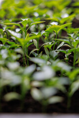 Fototapeta premium Close-up of young green seedlings growing in soil