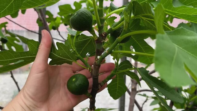 Close up of common fig tree branches budding with first small green fruits in a greenhouse during spring season