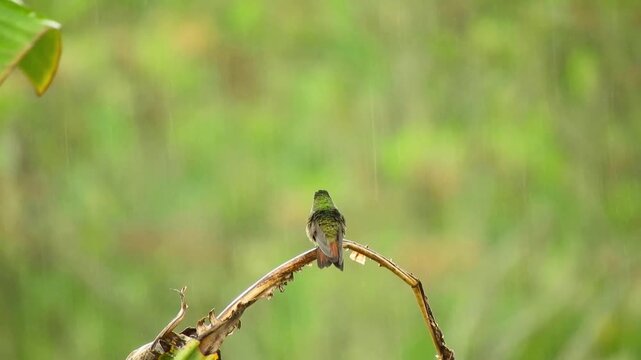 Vibrant green hummingbird resting on a dry vine while heavy rain falls in a lush green jungle background.