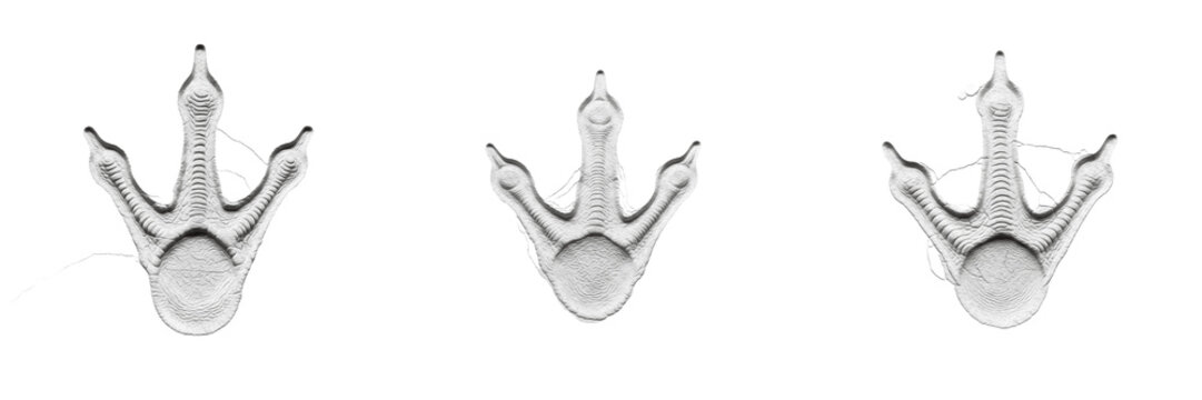 Dilophosaurus Footprint Fossil Cast Set Isolated on White Background PNG Transparent Dinosaur Tracks Theropod Anatomy Elements Collection High Resolution 