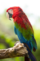 Colorful portrait of Red Macaw parrot against jungle. Wildlife and rainforest exotic tropical bird