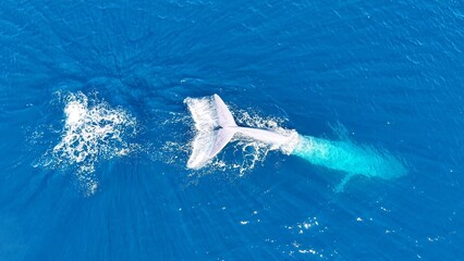 Fototapeta premium Aerial views of Baja California, Mexico, showcasing the region’s extraordinary marine wildlife and coastal beauty. A majestic blue whale swims through deep blue waters while sea lions rest 