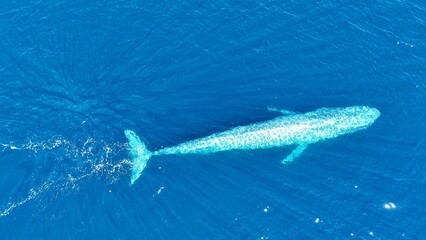 Aerial views of Baja California, Mexico, showcasing the region’s extraordinary marine wildlife and coastal beauty. A majestic blue whale swims through deep blue waters while sea lions rest  © LuisGibran