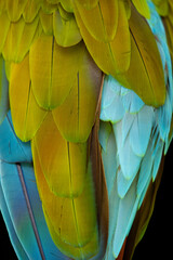 Close up of a beautiful Blue and Yellow Macaw (Ara ararauna)