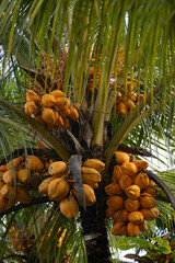 Coconuts on a palm tree. Fruits of coconuts grow on a tree. Harvest of tropical fruits.