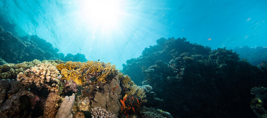 Underwater Tropical Corals Reef with colorful sea fish. Marine life sea world. Tropical colorful underwater seascape.