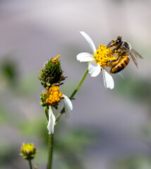 Obraz premium Polinizacion 5