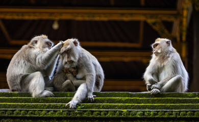 Long-tailed macaque monkeys family in the Sacred Forest Sanctuary in Ubud, Bali, Indonesia. The Sacred Monkey Forest Sanctuary is a nature reserve and temple complex