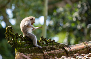 Long-tailed macaque monkey in the Sacred Forest Sanctuary in Ubud, Bali, Indonesia. The Sacred Monkey Forest Sanctuary is a nature reserve and temple complex
