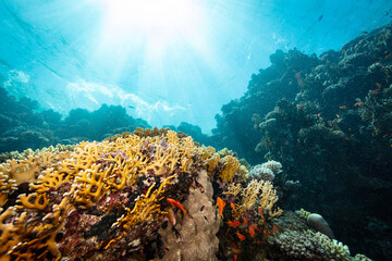 Underwater Tropical Corals Reef with colorful sea fish. Marine life sea world. Tropical colorful underwater seascape.