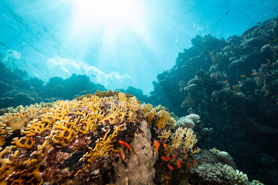 Underwater Tropical Corals Reef with colorful sea fish. Marine life sea world. Tropical colorful underwater seascape.