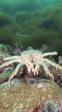 Observe a majestic Giant King Crab as it perches upon a rocky reef during the day. Sea urchins nestle nearby. This amazing creature is found in icy cold waters.