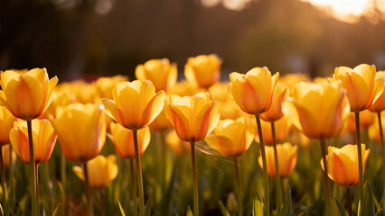 Obraz premium Surface view of sun shining over bed of yellow blooming tulips without text