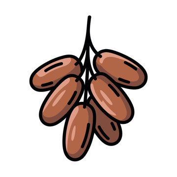 Simple illustration depicts a small bunch of brown dates hanging from a single dark stem against white.