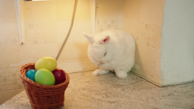 White fluffy cozy rabbit with soft fur cutely washes his face with his paws beside wicker basket and colorful eggs indoor corner lit by warm lamp. Easter celebration on a spring day in the kitchen