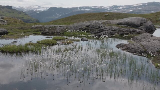 Cotton grass on a trail to famous Trolltunga in Norway during sundown