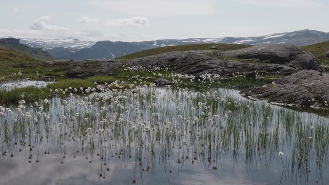 Cotton grass on a trail to famous Trolltunga in Norway during sundown