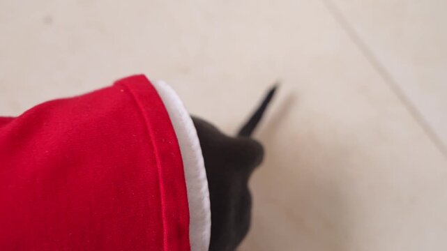 top view of black dachshund dog in red suit with an orange tick on its back, standing on light-colored tile floor indoors. A person removes the tick, a humorous illustration of pet parasite control.