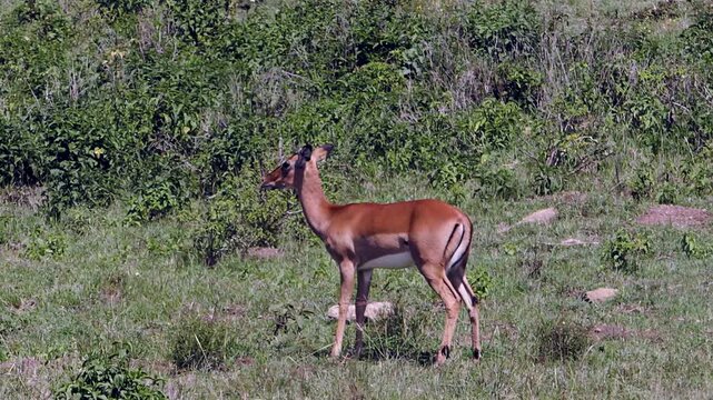 A graceful impala strolls through the verdant savanna of Lake Nakuru, Kenya, Africa. Bathed in golden daylight, the elegant antelope explores its vibrant natural habitat with tranquil ease.