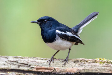 Fototapeta premium Male Oriental Magpie-robin bird perched on a log with tail cocked up.