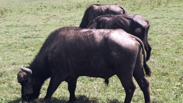 African buffalo, formidable giants, peacefully graze on lush green grasses by Lake Nakuru in Kenya. Their slow movements reveal serene moment in heart of Africa's wilderness during daylight hours.