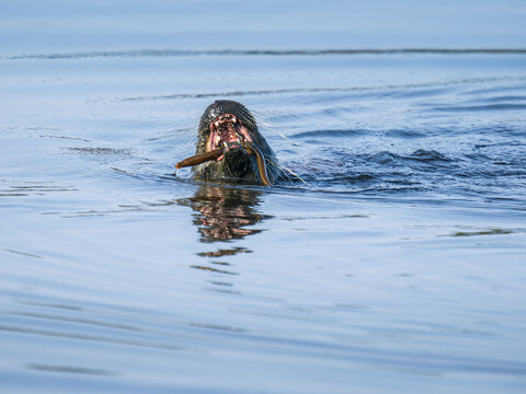 Nutria con la boca abierta despu&eacute;s de capturar una anguila que mantiene entre sus dientes.