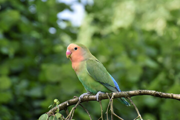 Peach-faced Lovebird perched on a branch in a lush green forest. © erna