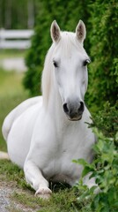 Obraz premium Elegant white horse resting in lush green nature