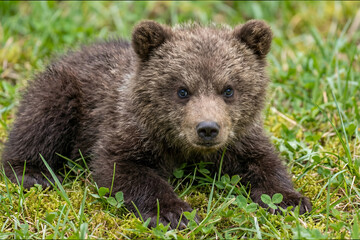 Adorable Brown Bear cub sitting in a green meadow looking at camera. © erna