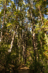 Fototapeta premium forest in autumn