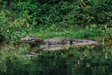 Fototapeta premium Yacare caiman (Caiman yacare) swimming in Pantanal wetland, Brazil