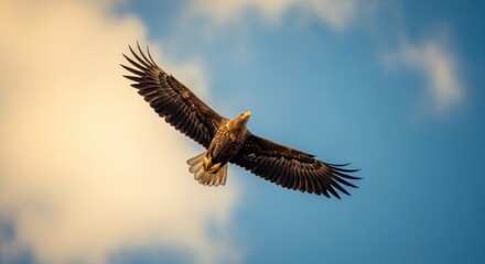Fototapeta premium Majestic raptor soars with wings spread wide against a vibrant sky
