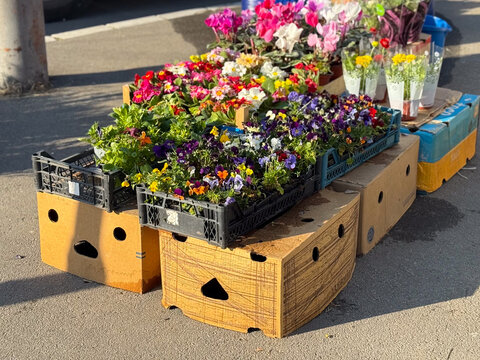 Colorful flowering plants displayed in crates at open street market stand. Gardening commerce, urban horticulture trade, seasonal decoration, and vibrant spring atmosphere in outdoor marketplace