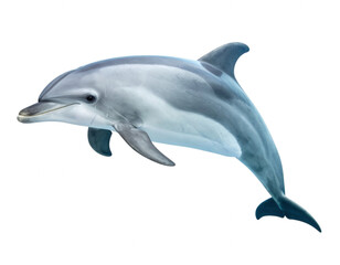 Obraz premium Gray dolphin swimming with fins and tail visible transparent background isolated on a transparent