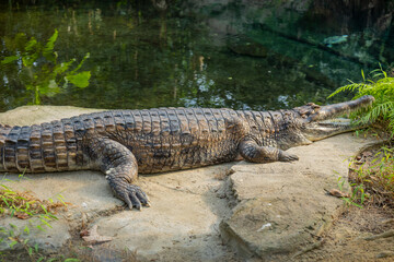 Obraz premium Large Crocodile Resting on Riverbank Wildlife Power and Survival Concept