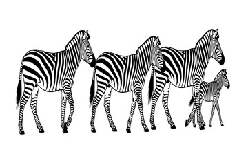 Fototapeta premium Elegant Zebra Herd Walking Stripes Pattern Baby Zebra Foal Safari Wildlife Black Vector Silhouette